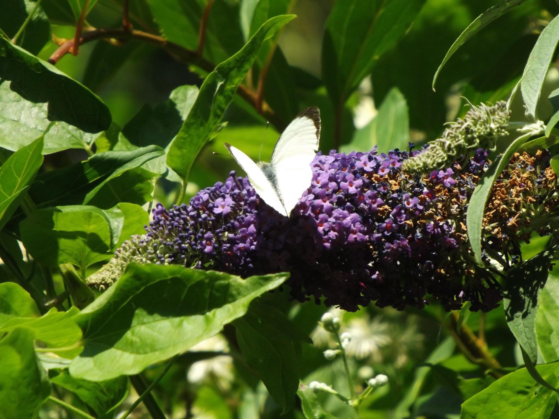 Jardin Gites Spa A l'accueil des Papillons à Courrières G